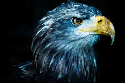 Portrait of an eagle