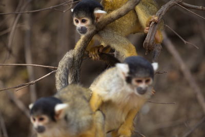 Closeup portrait of group of golden squirrel monkey saimiri sciureus playing on branch, bolivia.