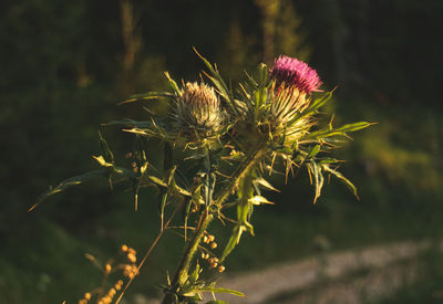 Close-up of wilted plant