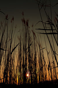 Silhouette plants against sky during sunset