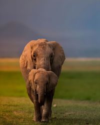 Elephant drinking water