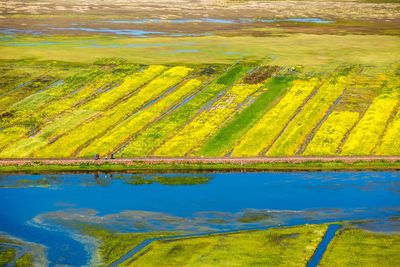 Scenic view of agricultural field