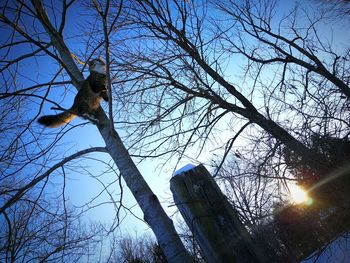 Low angle view of bird perching on tree against sky