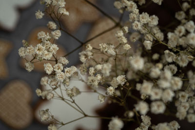 Close-up of white cherry blossom tree