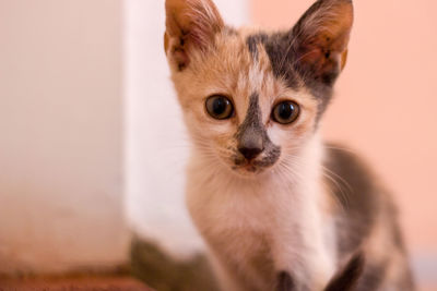 Close-up portrait of cat