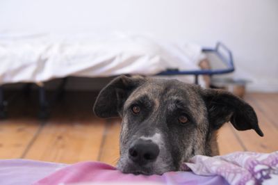 Close-up portrait of dog relaxing on bed