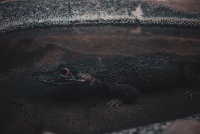 Close-up of lizard in water
