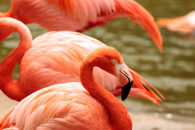 Close-up of flamingo