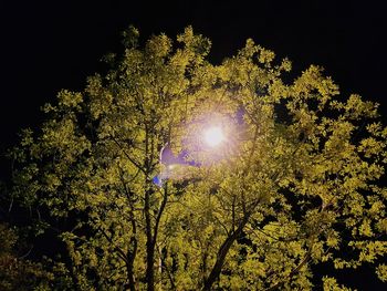 Low angle view of trees against sky at night