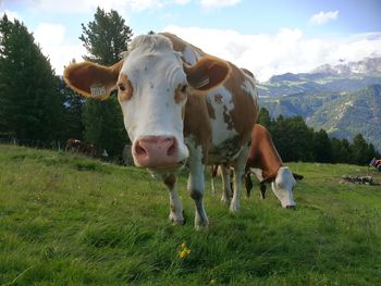 Cow standing in a field