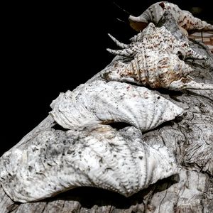 Close-up of leaf against black background