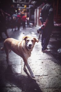Dog standing on street in city