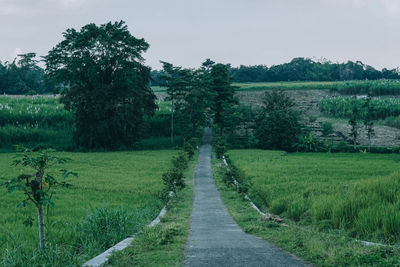 Road amidst trees on field against sky