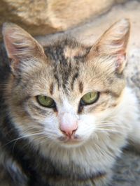 Close-up portrait of tabby cat