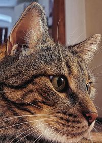 Close-up portrait of cute cat at home