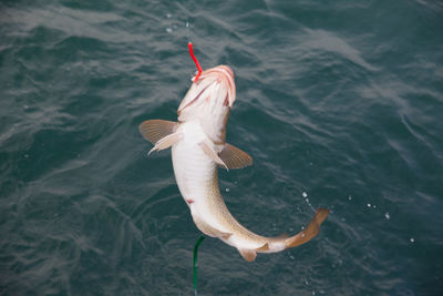 High angle view of fish being caught in fishing hook