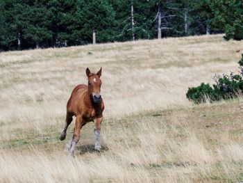 View of a horse on field