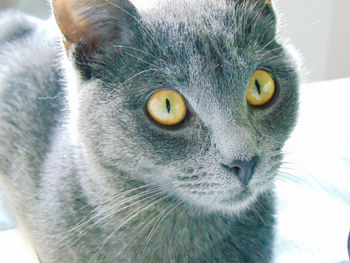 Close-up portrait of cat