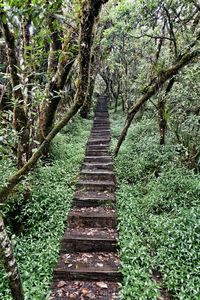 Narrow road in forest