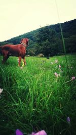 Dog on field against sky