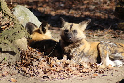 Two dogs relaxing on land