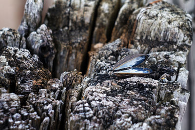 Close-up of  shell on tree trunk