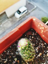 High angle view of succulent plant on railing