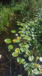 Leaves floating on pond