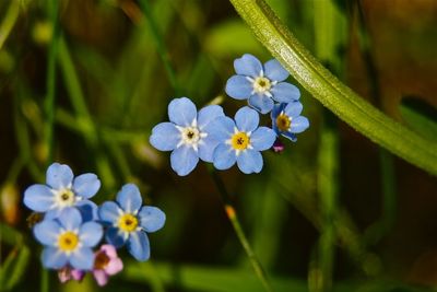 Forget-me-not flowers in park