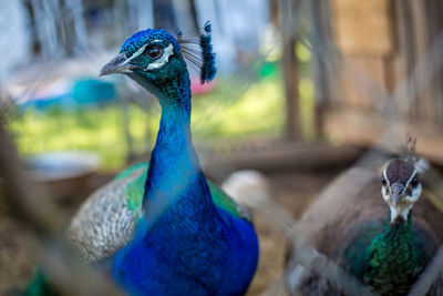 Close-up of peacock