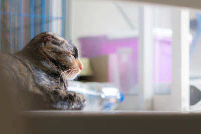 Close-up of a cat looking away at home