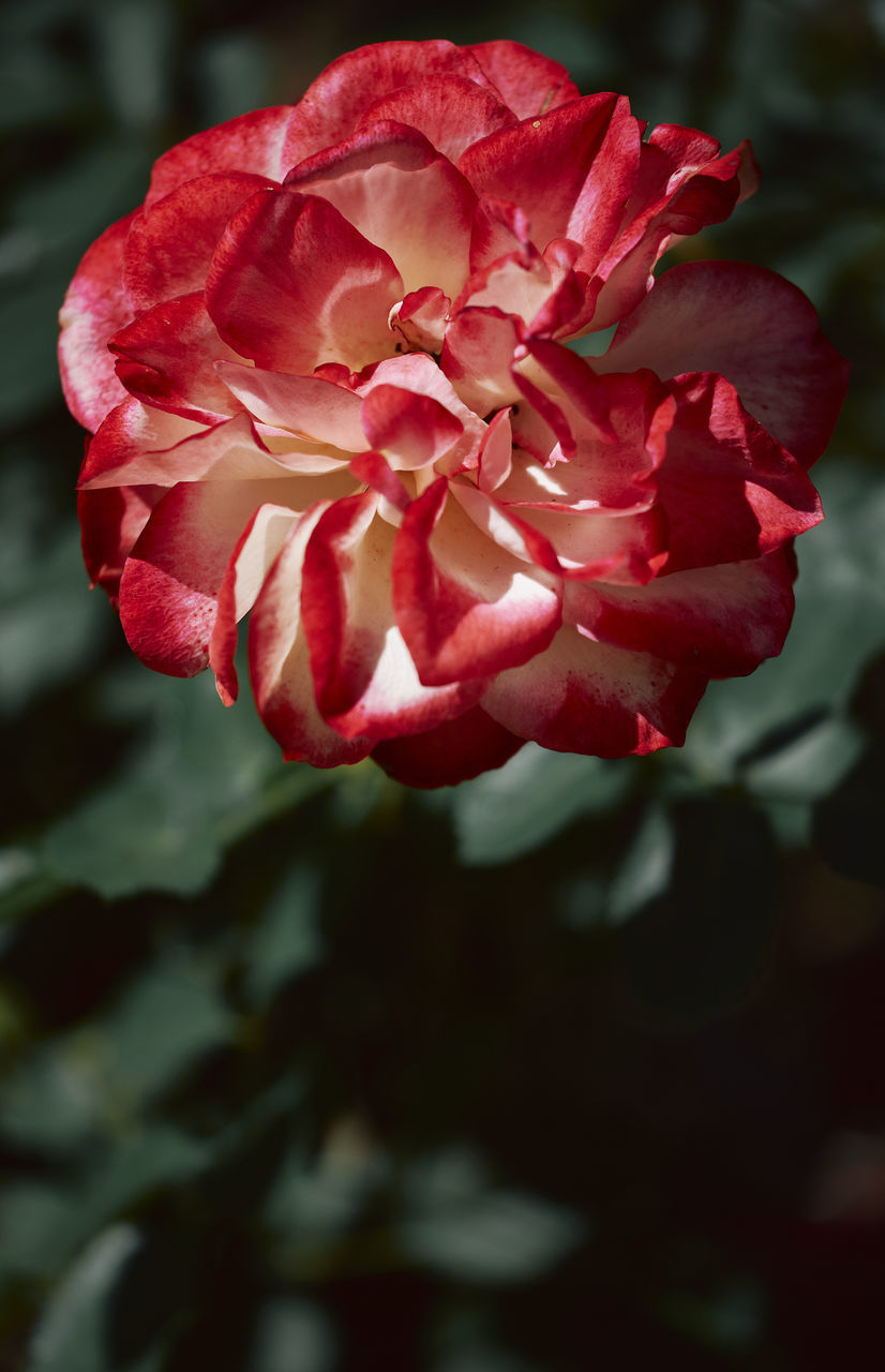 CLOSE-UP OF ROSE FLOWER