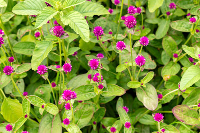 plant part