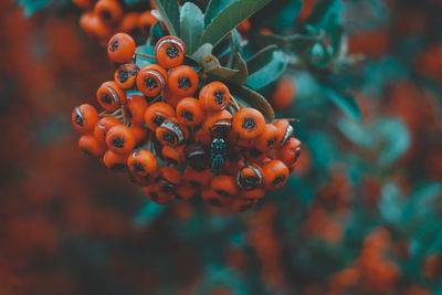 Close-up of berries on plant