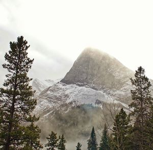 Trees in forest against sky during winter