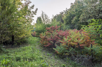 Scenic view of forest