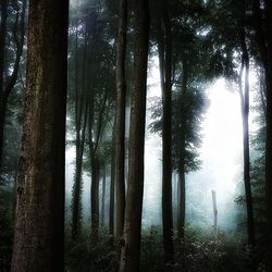 Trees on landscape against sky