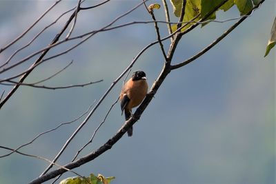 Bird perching on a tree