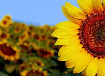 Close-up of sunflower