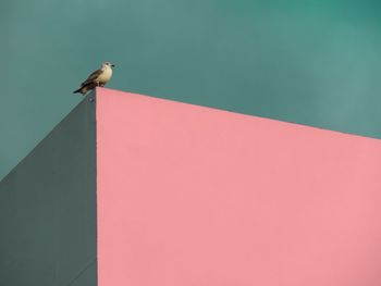 Bird perching on built structure against clear sky