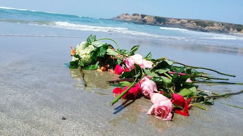 Flowers on beach by sea against sky