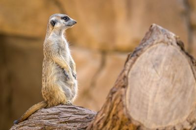 Close-up of meerkat on a log