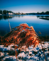 Close-up of wilted plant by lake against sky