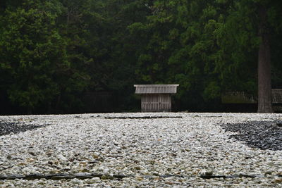 Stone wall by trees in forest