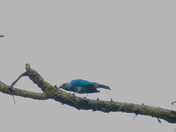 Low angle view of bird perching on branch against clear sky