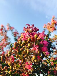 Close-up of pink flowering plant