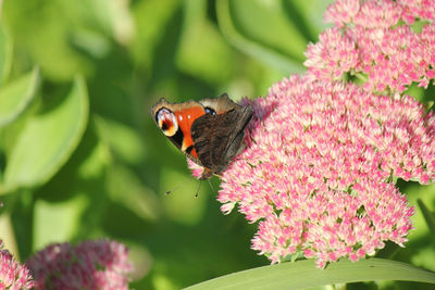 Close-up of butterfly pollinating on pink flower