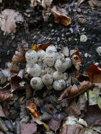 High angle view of mushrooms growing on field