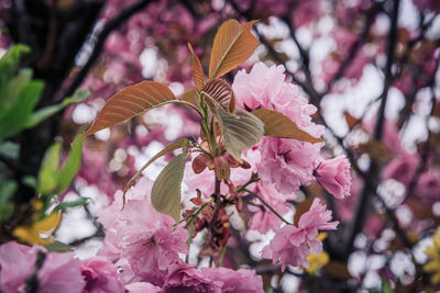 Close-up of pink cherry blossom tree