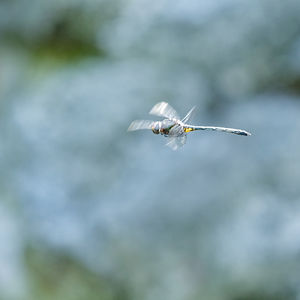 Close-up of dragonfly flying